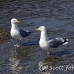 gull_blackbacked_great_lub_h_0006_usa1552.jpg